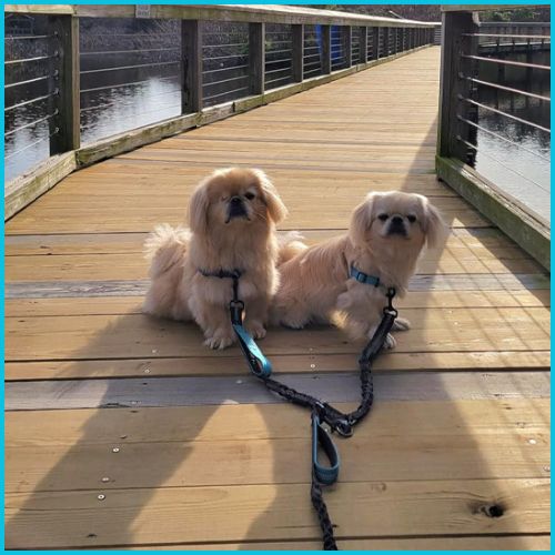 laisse_double-pour-chien_bleu