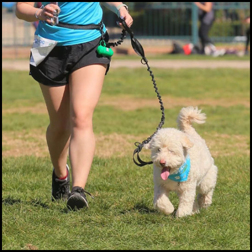 laisse-chien-main-libre-avec-ceinture-réglable-pour-course-marche