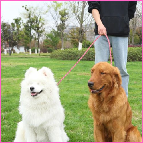 laisse-chien-main-libre_rose-duo