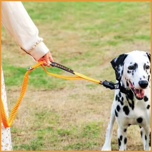 laisse-chien-orange