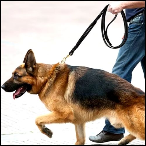 laisse-de-chien-berger-allemand