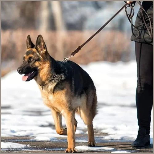 laisse-de-chien-berger