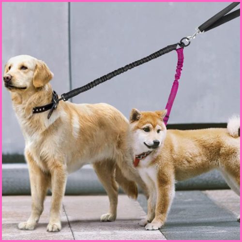 laisse-double-pour-chien_shiba_inu