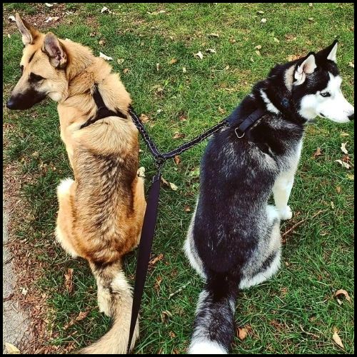 laisse_double-pour-chien_anti-traction-ultra-résistante-husky