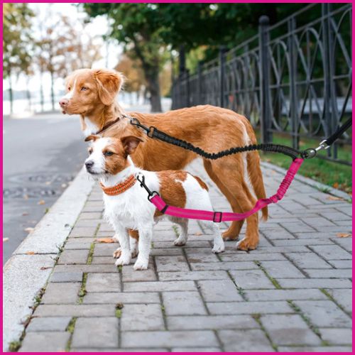 laisse_double-pour-chien_rose