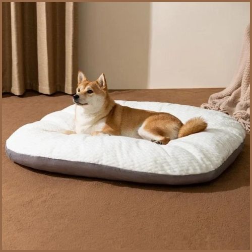 lit-chien-blanche