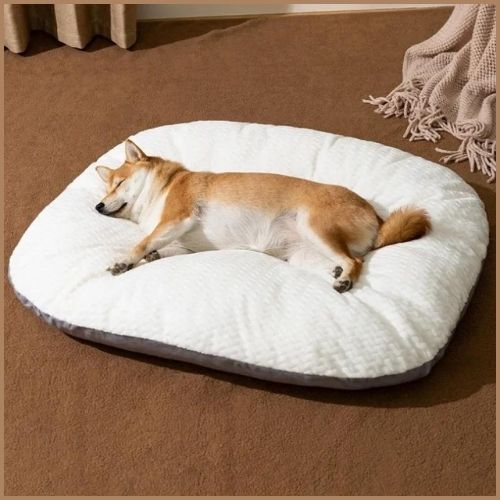 lit-chien-fatigue