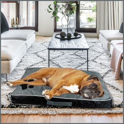 lit-chien-gris