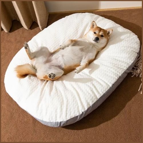 lit-chien-heureux
