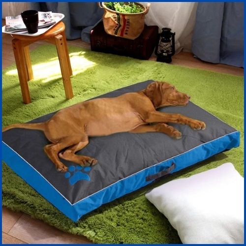 lit-chien-imperméable-bleu