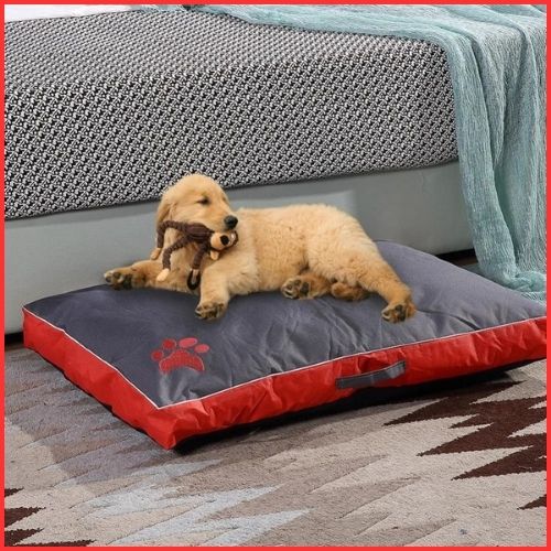 lit-chien-red