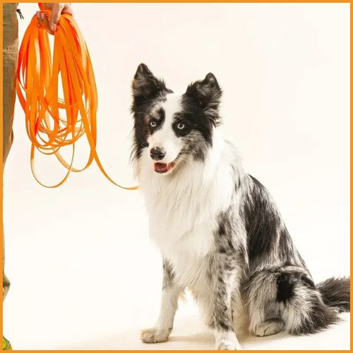 longe-pour-chien_longeur