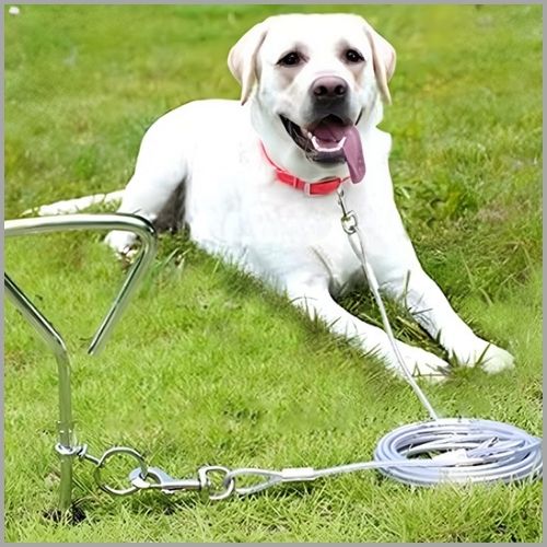 longes-chien_grise