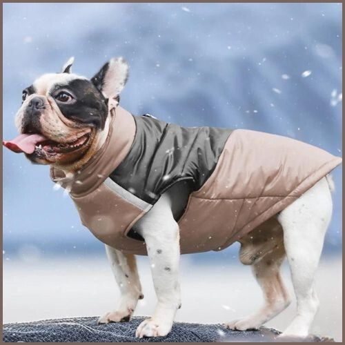 manteau-imperméable-pour-chien-grand-taille-gris