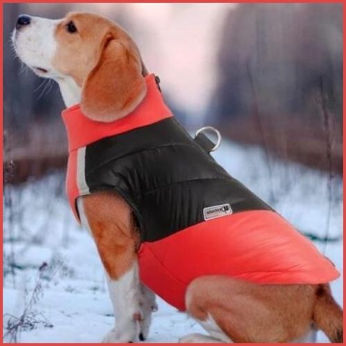 manteau-imperméable-pour-chien_rgrand-taille-ouge