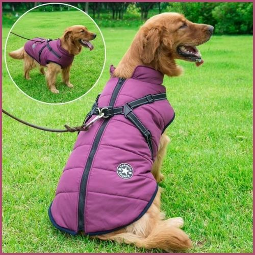 manteau-pour-chien_ avec-harnais-intégré-violet