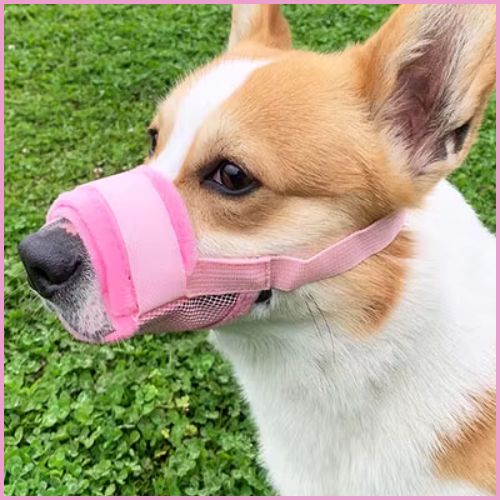 muselière-chien-rose