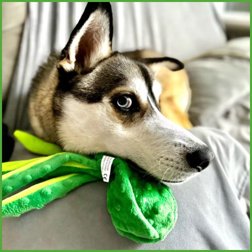 Peluche-pour-chien_en-forme-de-pieuvre-avec-couineur-vert