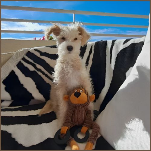 Peluche-pour-chiens_avec-anneau-en-forme-de-singe