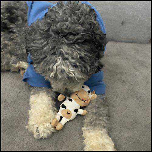 peluche-pour-chiens_en-forme-de-vache-spéciale-chiot-tache