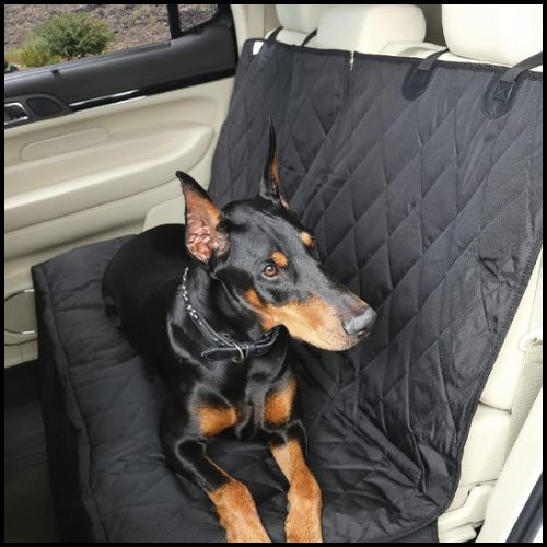 protection_voiture-chien_noir