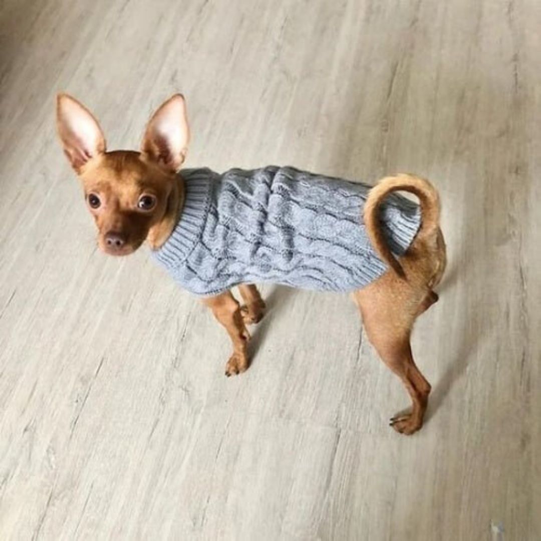Pull pour chien | DogSweater™ - Mon Shiba Inu