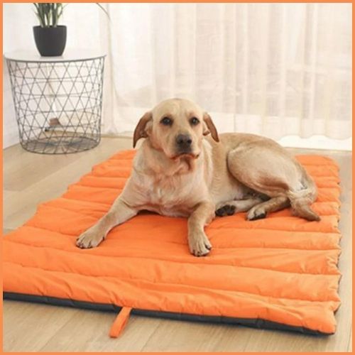 tapis-chien-maison