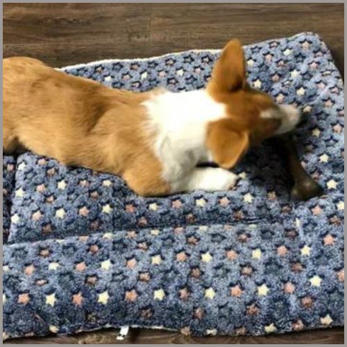 tapis-pour-chien-etoile