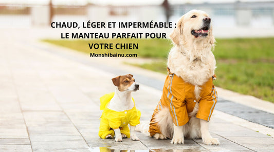 Manteau pour chien: protégez votre compagnon du froid et de la pluie !