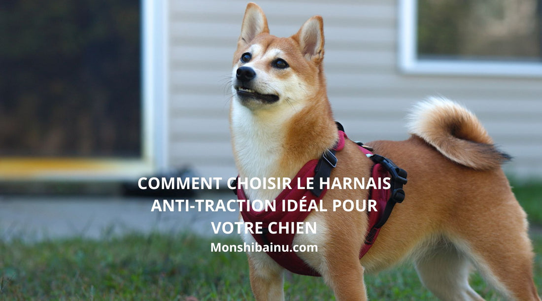 Les meilleurs harnais anti-traction chien 2025: comparatif et conseils