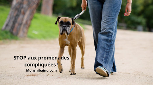 Quelle laisse choisir pour un chien qui tire ?