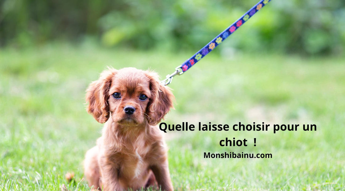 Quelle-laisse-pour-un-chiot-?