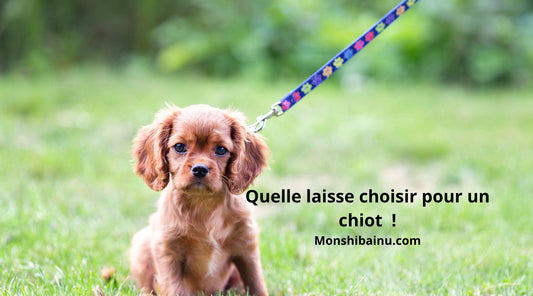 Quelle-laisse-pour-un-chiot-?
