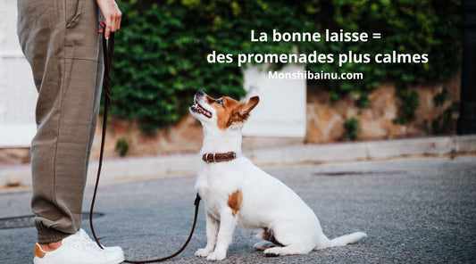 Quelle-longueur-de-laisse-choisir-pour-son-chien 