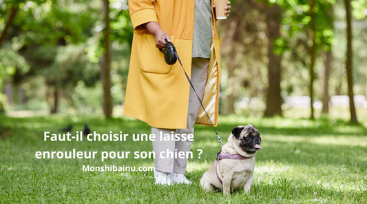 Laisse-enrouleur-bonne-ou-mauvaise-idée-?