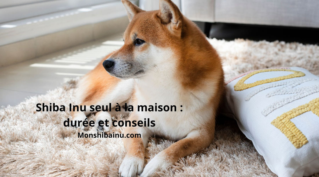 Le-Shiba-Inu-peut-il-rester-seul-?