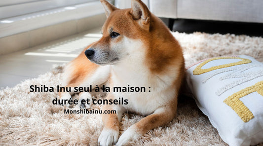 Le-Shiba-Inu-peut-il-rester-seul-?