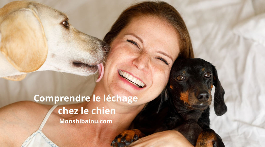 Pourquoi-mon-chien-me-lèche
