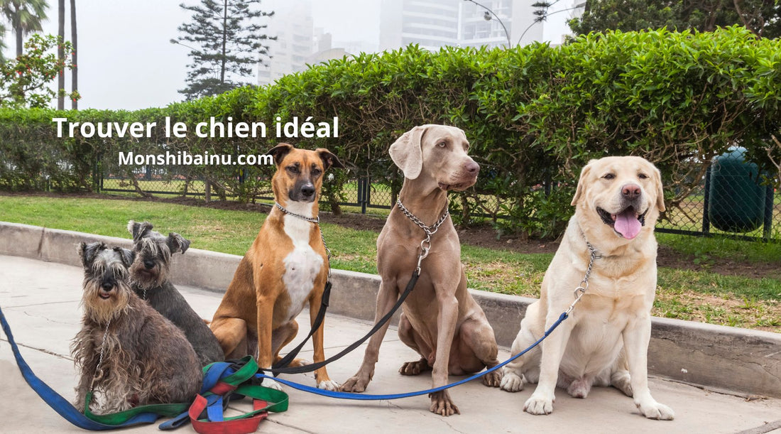 Quel-chien-est-fait-pour-moi-?