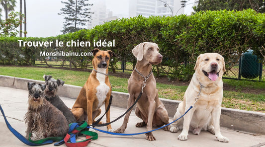 Quel-chien-est-fait-pour-moi-?