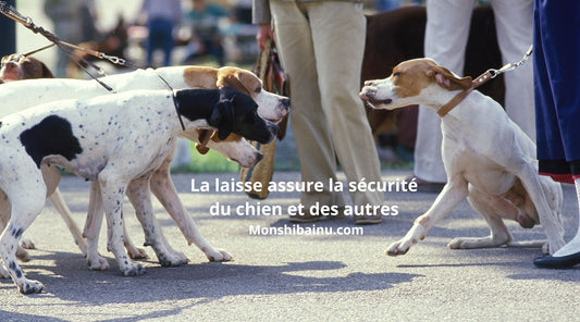 Peut-on-laisser-un-chien-sans-laisse