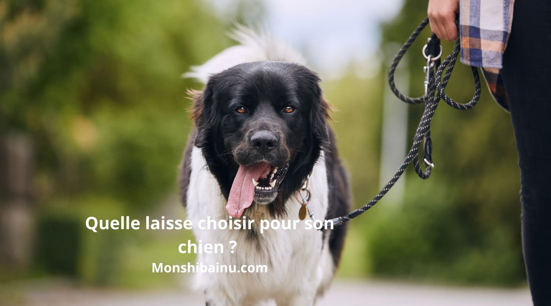 Quelle-laisse-choisir-pour-son-chien-?