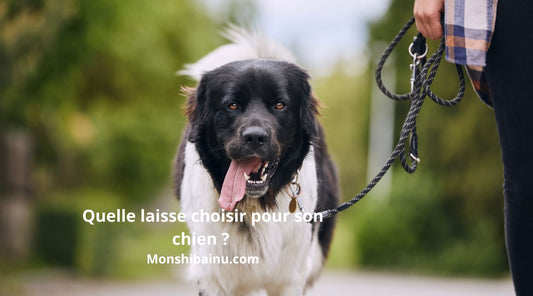 Quelle-laisse-choisir-pour-son-chien-?