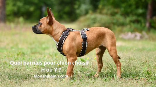 Quel-harnais-pour-chien-choisir-H-ou-Y-?