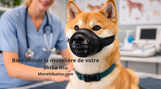 Quelle-muselière-choisir-pour-un-Shiba-Inu 