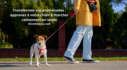 Comment empêcher un chien de tirer en laisse