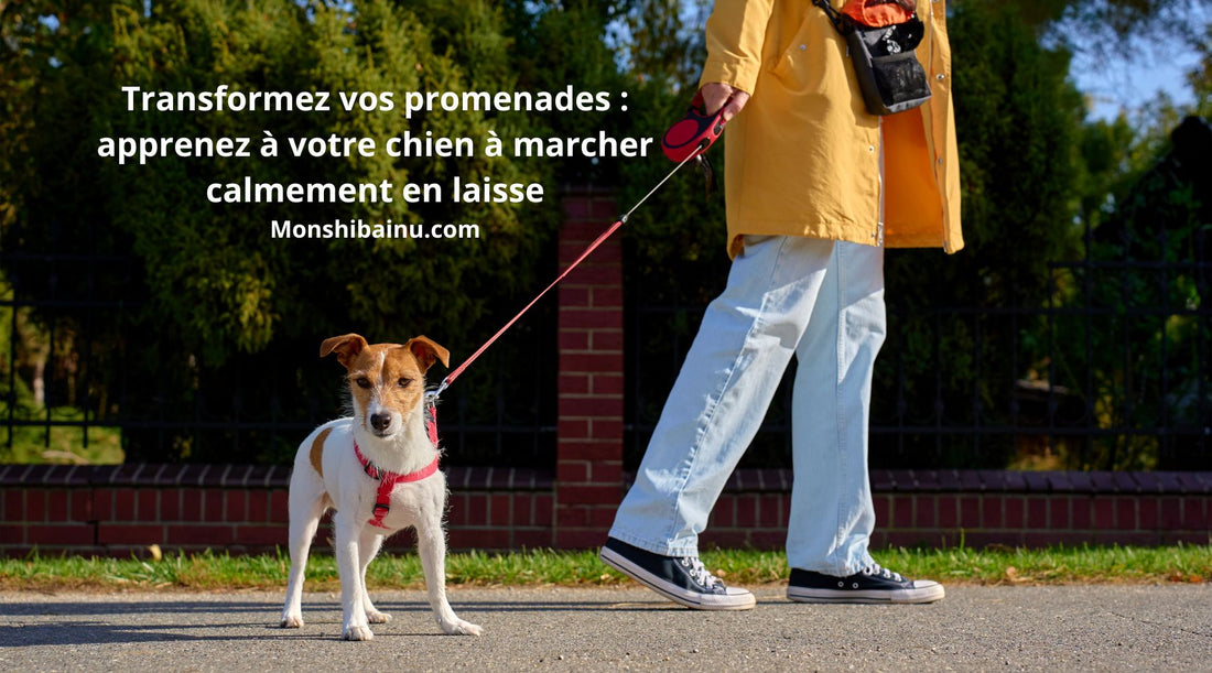 Comment empêcher un chien de tirer en laisse : 7 techniques efficaces