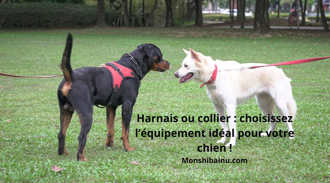 Harnais ou collier-pour-chien-lequel-choisir-pour-des-promenades-sans-stress 