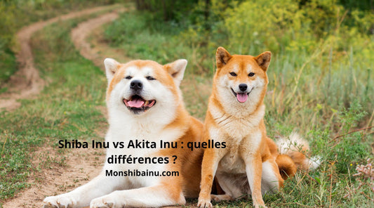 Shiba-Inu-ou-Akita-Inu-quelles-sont-les-différences ?