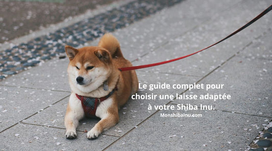 Quelle-laisse-choisir-pour-un-Shiba-Inu ?